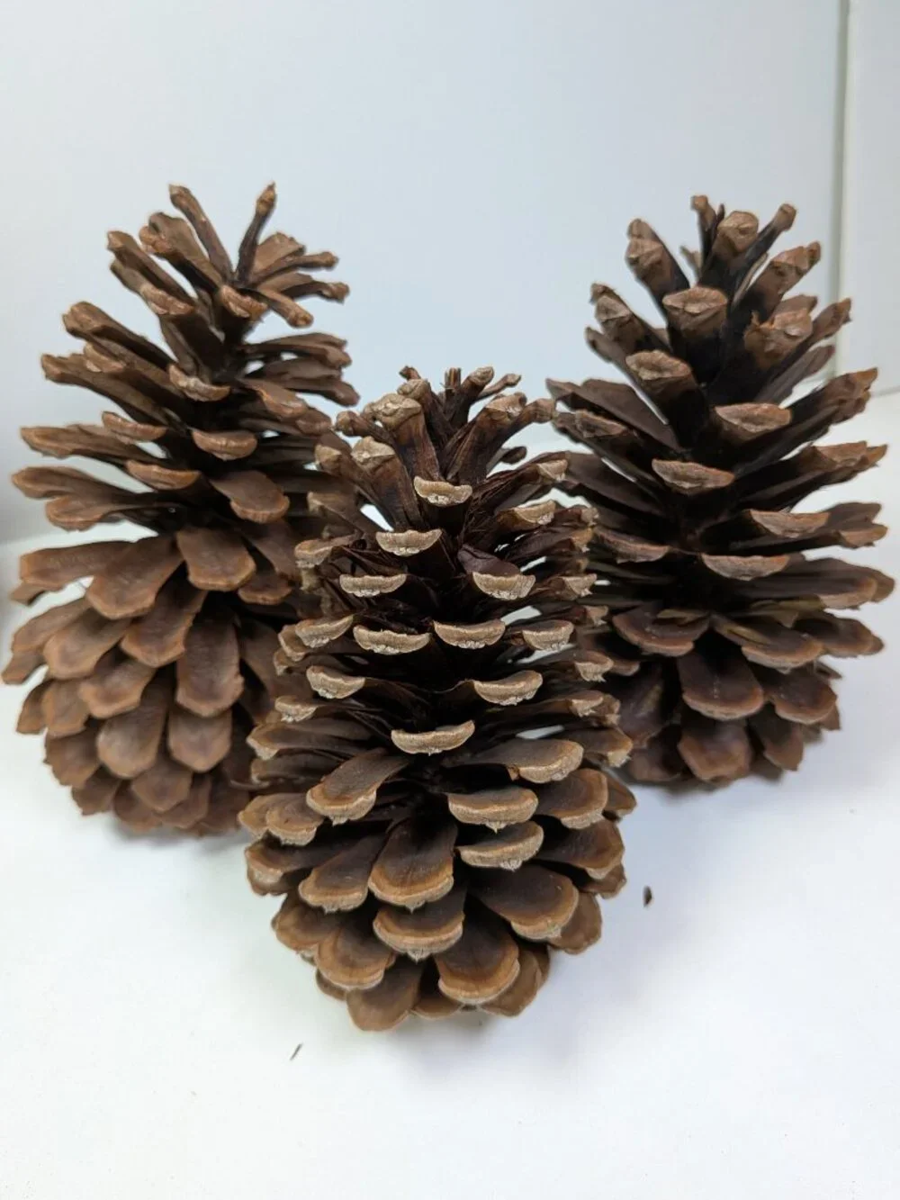 Natural Pine Cones Lot of 6 Vintage 7.5 to 5